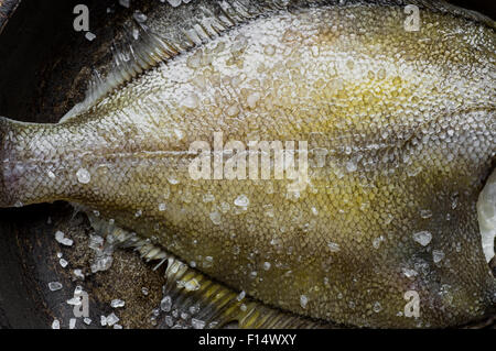 Freshly caught flatfish in a pan with salt top view Stock Photo