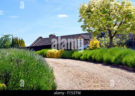 Gravel driveway to a country house with lavender border Stock Photo