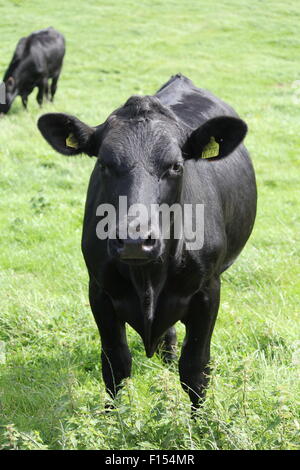 Welsh black cattle grazing on the hills above Aberystwyth Wales UK Stock Photo