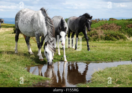 Hergest Ridge Herefordshire wild ponies and foals drink from a puddle high up on the border between England and Wales Stock Photo