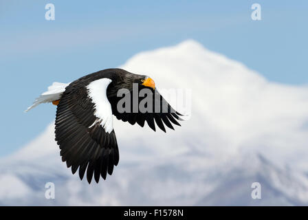 Steller's Eagle (Haliaeteus pelagicus) flying past snowy mountain peak, Hokkaido, Japan, February Stock Photo