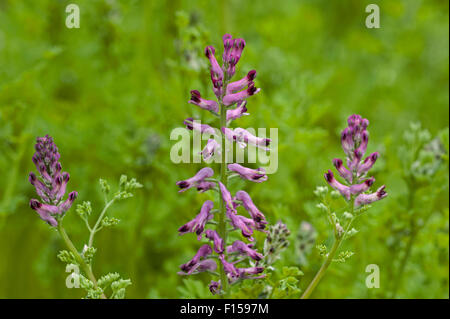 Common fumitory / earth smoke (Fumaria officinalis) in flower Stock Photo