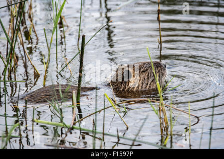 Coypu / river rat / nutria (Myocastor coypus) foraging in wetland Stock Photo