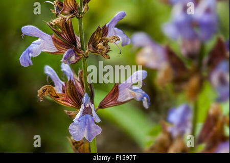 Garden sage / common sage (Salvia officinalis) in flower Stock Photo