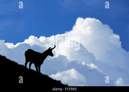 Silhouette of chamois (Rupicapra rupicapra) against thunderstorm clouds in the Alps Stock Photo