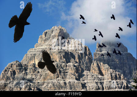 Alpine Chough / Yellow-billed Chough (Pyrrhocorax graculus) flock in flight, Dolomites, Italy Stock Photo