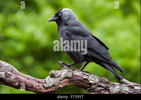 Western Jackdaw / European Jackdaw (Corvus monedula / Coloeus monedula) perched in tree Stock Photo