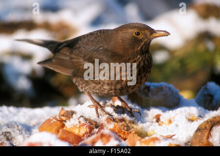 Common Blackbird (Turdus merula) female eating fallen rotten apples in the snow in winter Stock Photo