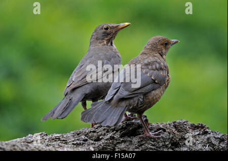 Common Blackbird (Turdus merula) female with juvenile Stock Photo