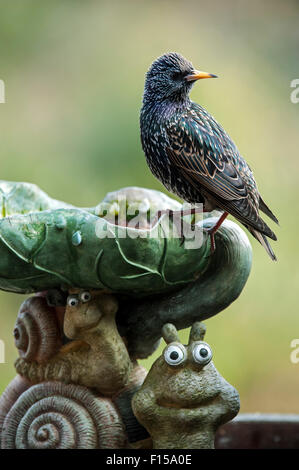 Common Starling / European starling (Sturnus vulgaris) on bird bath in garden Stock Photo