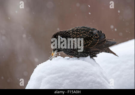 Common Starling / European Starling (Sturnus vulgaris) eating snow to serve as drinking water in winter Stock Photo