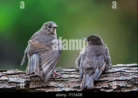 Two Common Starlings / European starling (Sturnus vulgaris) fledglings perched in tree in spring Stock Photo