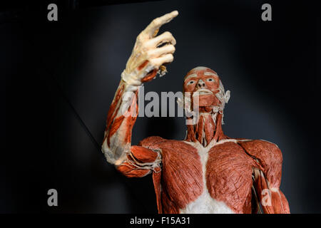 Berlin, Germany, the Plastinat Autopsy Body of Gunther von Hagens Stock Photo