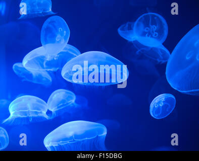 Sea Jellys, jellyfish Stock Photo