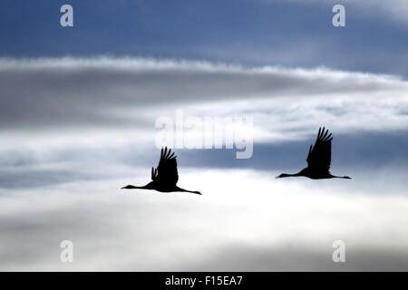 Common Crane (Grus grus) in flight Silhouetted in blue sky. Stock Photo