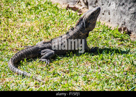 Black  Iguana near Mayan ruins in Mexico. Ctenosaura similis also known as Garrobo Stock Photo