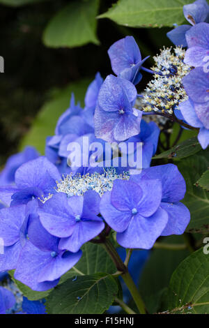 On acid soil Hydrangea macrophylla 'Blaumeise' is a deeply coloured blue lacecap variety Stock Photo