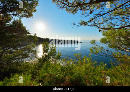 Sun and Coast through Pine Trees in Summer, La Couronne, Martigues, Mediterranean Sea, Provence-Alpes-Cote d'Azur, France Stock Photo