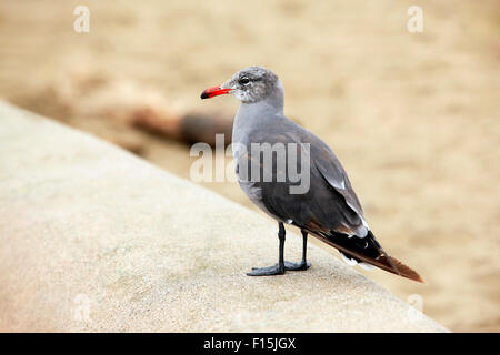 An image of a nice seagull on the beach in San Francisco Stock Photo