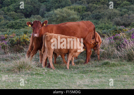 Ruby Devon cow and calf Stock Photo - Alamy