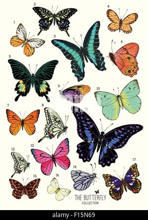 Large Collection of Butterflies, hand drawn set isolated.Vector illustration Stock Vector