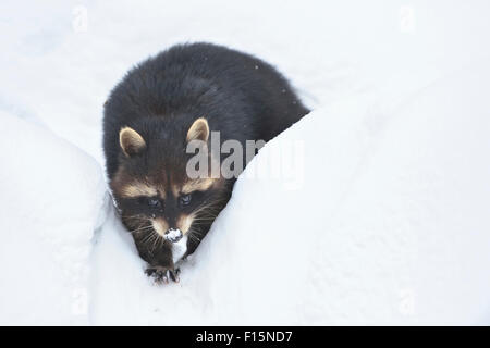 Close-up of a common raccoon (Procyon lotor) in winter, Bavarian Forest, Bavaria, Germany Stock Photo