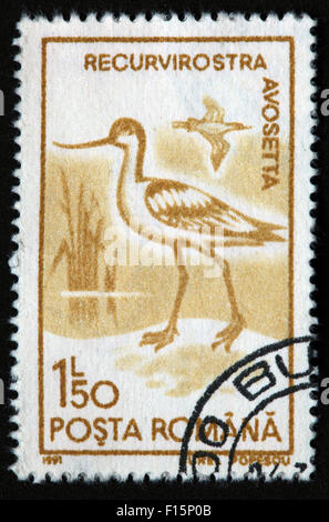 1991 Posta Romana 1l50 Recurvirostra Avosetta  bird Egret Aurel Popescu brown Stamp Stock Photo