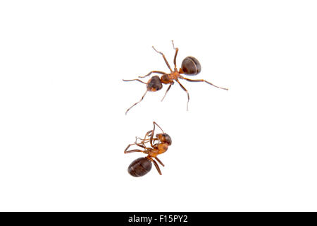 Ants isolated on a white background Stock Photo - Alamy