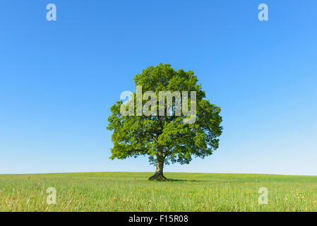 Oak Tree in Spring, Grebenhain, Vogelsberg District, Hesse, Germany Stock Photo