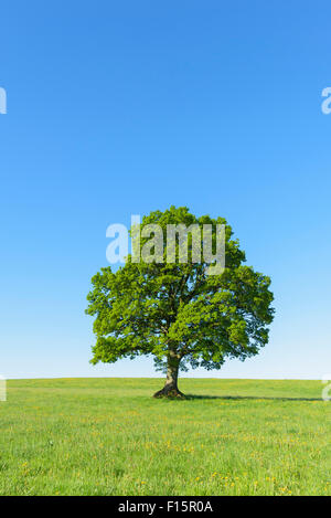 Oak Tree in Spring, Grebenhain, Vogelsberg District, Hesse, Germany Stock Photo