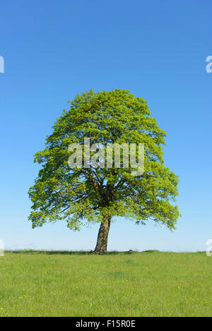 Oak Tree in Spring, Freiensteinau, Vogelsberg District, Hesse, Germany, Europe Stock Photo