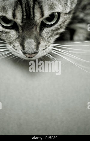 Close up portrait of Spotted Savannah Cat looking down over the edge of surface Stock Photo