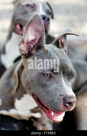Portrait of two smiling, healthy and happy blue Pitbull Dogs Stock Photo