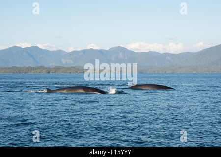Two fin whales swimming in the waters of Canada's Great Bear Rainforest, just off the north coast of British Columbia. Stock Photo