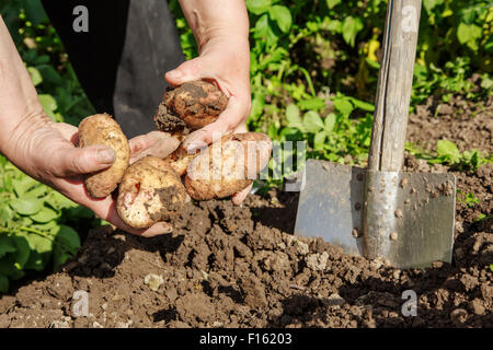 Digging up fresh potatoes with shovel outdoors Stock Photo - Alamy