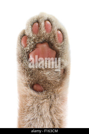 paw cat up,  arolium on camera, show-of-hands concept, vertical photo on white background, isolated Stock Photo