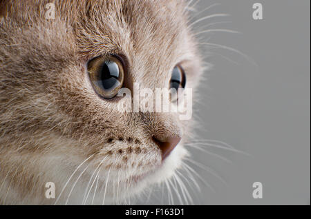 the beautiful brown little  kitten, on grey  background , isolated, closeup  muzzle Stock Photo