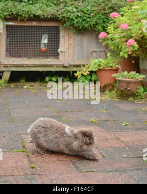elderly pet dwarf lop rabbit having a big stretch outside its large hutch before going for its daily run around the garden Stock Photo
