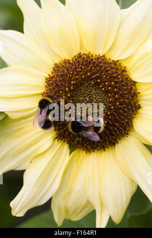 Helianthus annuus flower. Bumblebees on pale lemon coloured sunflower. Stock Photo