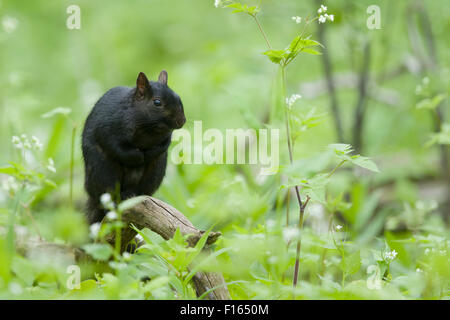Eastern Grey Squirrel - black form Sciurus carolinensis Ontario, Canada MA003041 Stock Photo