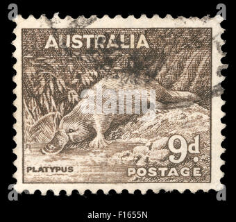 Stamp printed in Australia shows Platypus (Ornithorhynchus anatius), circa 1937 Stock Photo