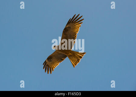Yellow-billed kite (Milvus aegyptius), Belo-sur-Tsirihibina, Madagascar Stock Photo