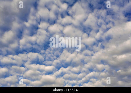 Large altocumulus clouds, Bavaria, Germany Stock Photo