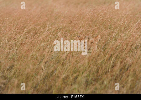 Lioness (Panthera leo) lying in the tall grass, looking out, Maasai Mara National Reserve, Narok County, Kenya Stock Photo