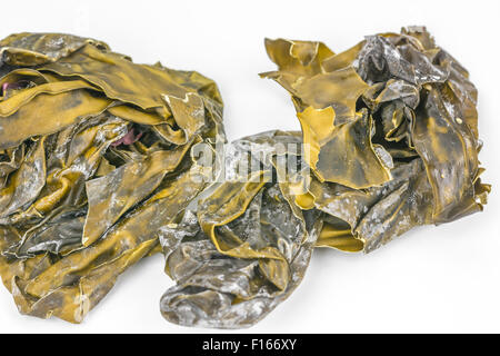 Image of the dried kelp called Tangle or Oarweed (Laminaria digitata) which is edible. Focus on lower half of image. Stock Photo