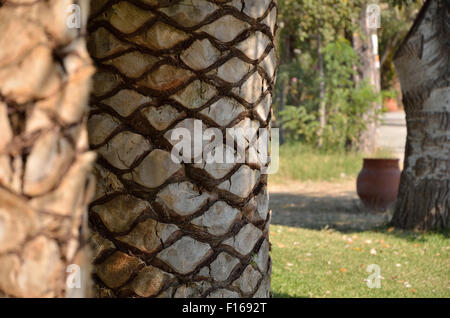 Bark of palm tree trunk with other trees in background