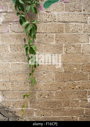 Detail of a wall of gray stone interspersed with shells and climbing plants that hang from above Stock Photo