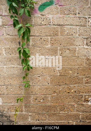 Detail of a wall of gray stone interspersed with shells and climbing plants that hang from above Stock Photo