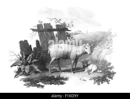 Engraved illustration titled 'SHEEP' taken from 'British Zoology' by Thomas Pennant (1726-1798), 'new' 5th edition, published in Stock Photo
