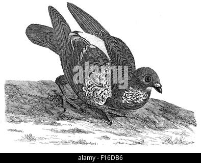 Engraved illustration titled 'Rock PIGEON' taken from 'British Zoology' by Thomas Pennant (1726-1798), 'new' 5th edition, publis Stock Photo